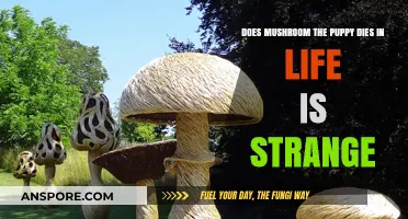 Does Mushroom Survive? Life is Strange's Emotional Rollercoaster