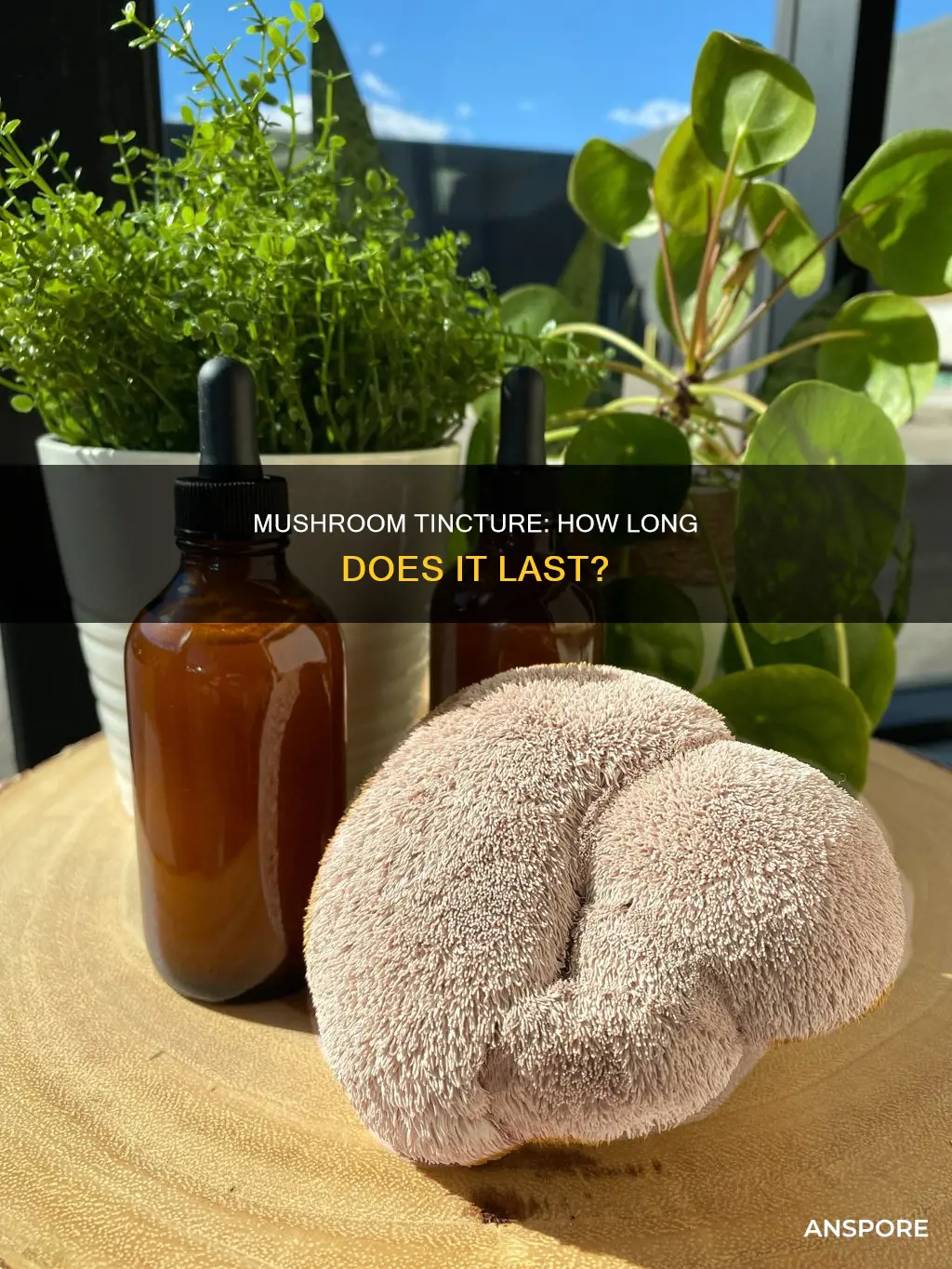 does mushroom tincture expire