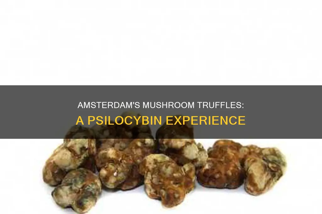 does mushroom truffles in amsterdam have psilocybin
