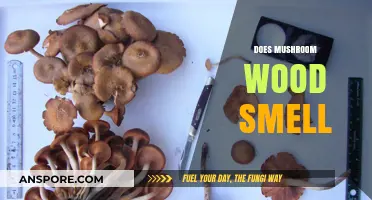 Mushroom Wood: Does It Smell Like Mushrooms?