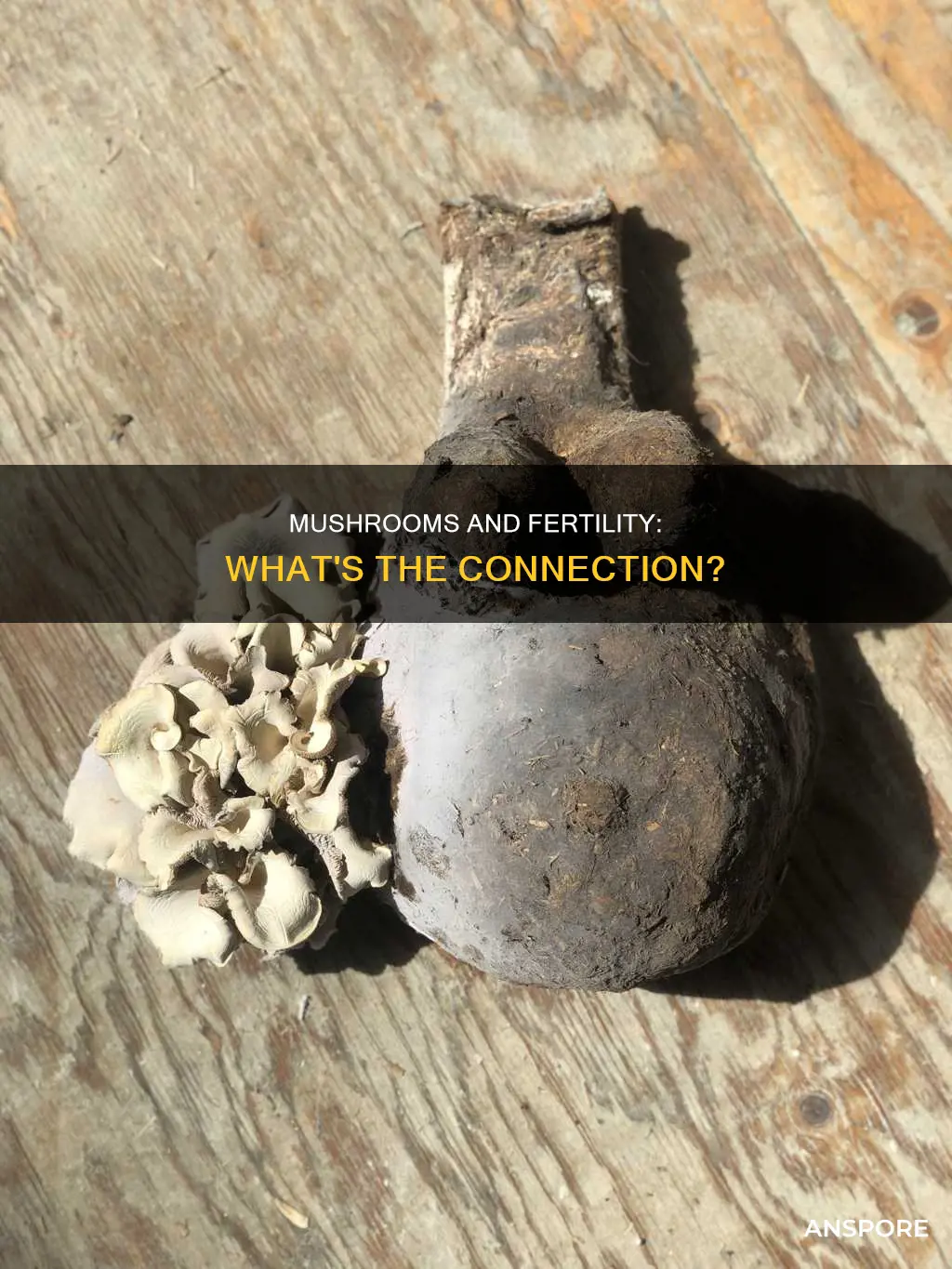 does mushrooms affect fertility