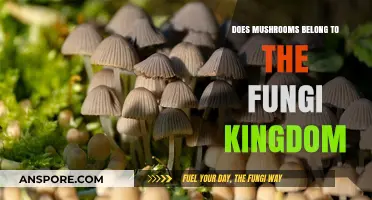 Mushrooms: Members of the Fungi Kingdom?