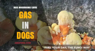 Mushrooms and Dog Gas: What's the Link?