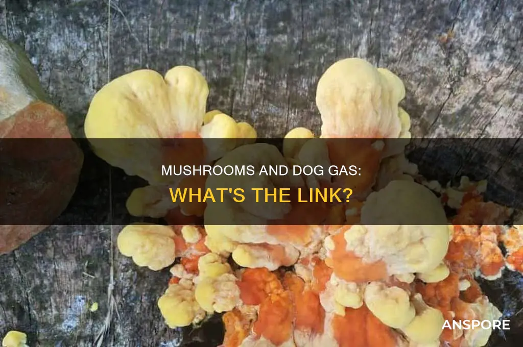 does mushrooms cause gas in dogs