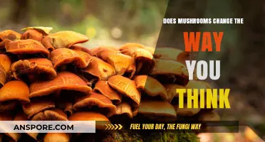 Magic Mushrooms: Altering Your Mind, Changing Your Perspective