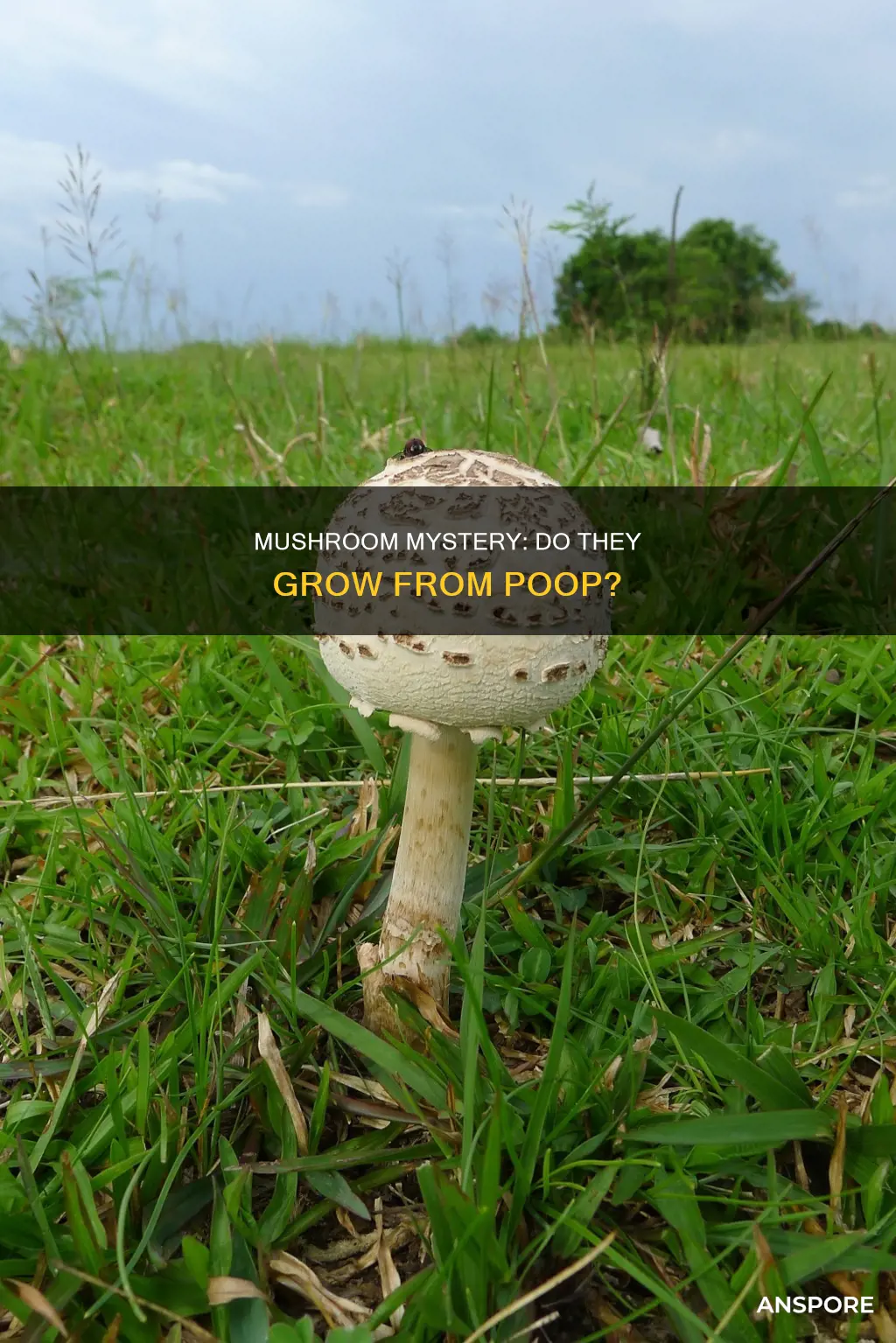 does mushrooms come from poop