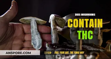 Magic Mushrooms: Do They Contain THC?