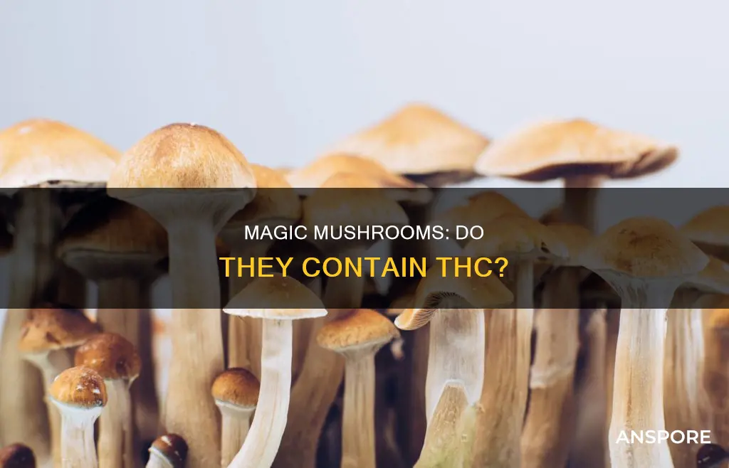 does mushrooms contain thc