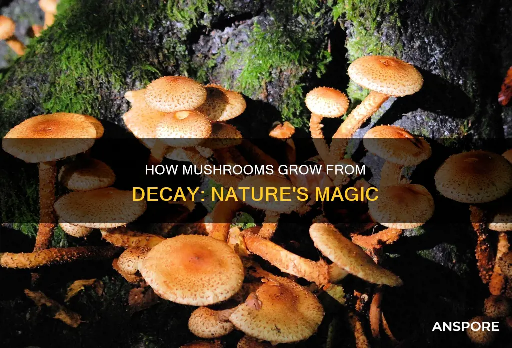 does mushrooms frow from decay