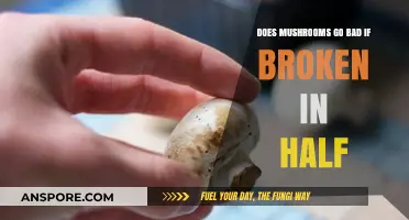 Do Broken Mushrooms Spoil Faster? A Freshness Guide