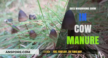 Can Mushrooms Thrive in Cow Manure? Exploring Growth Conditions