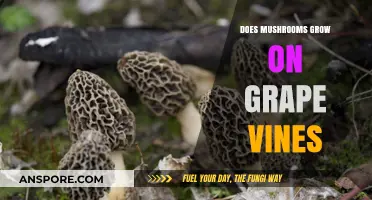 Can Mushrooms Thrive on Grape Vines? Exploring Fungal Growth in Vineyards