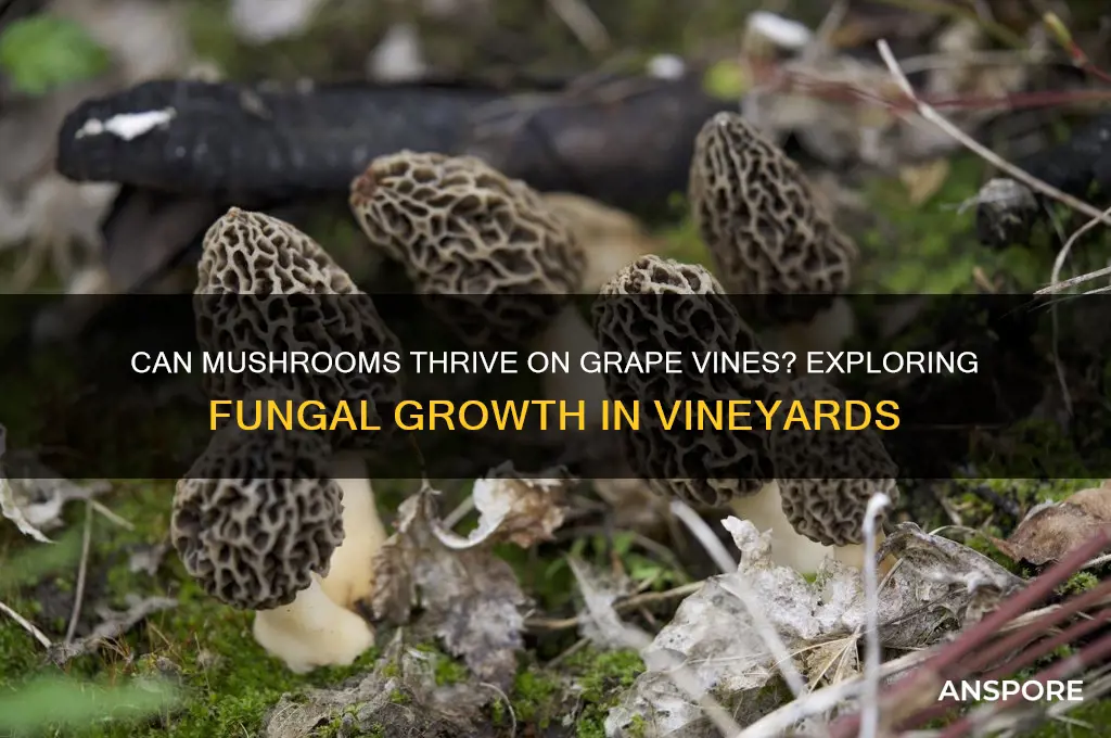 does mushrooms grow on grape vines