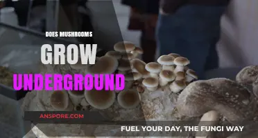 Do Mushrooms Grow Underground? Exploring Fungal Habitats and Growth Patterns