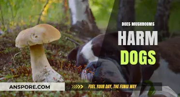 Mushrooms and Dogs: A Toxic Mix?