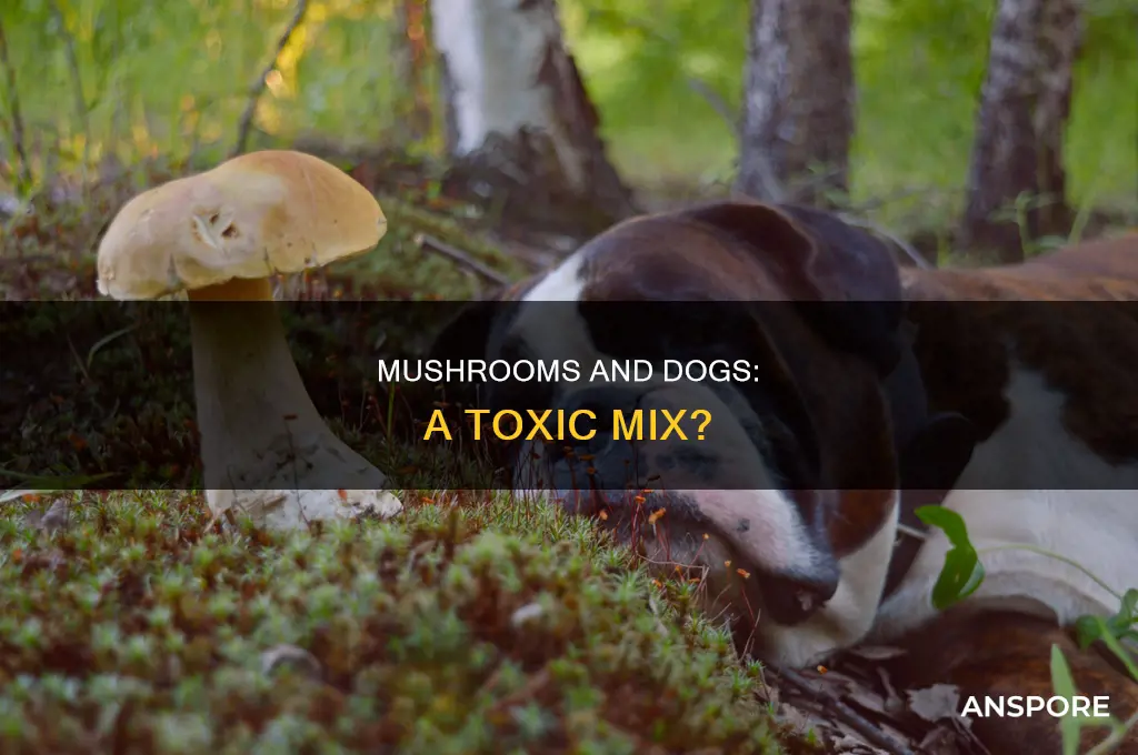 does mushrooms harm dogs