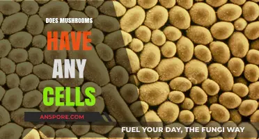 Mushrooms: Complex Cellular Networks