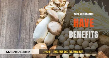 Mushrooms: Nature's Superfood with Surprising Benefits