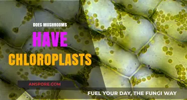 Do Mushrooms Have Chloroplasts? Unveiling the Mystery
