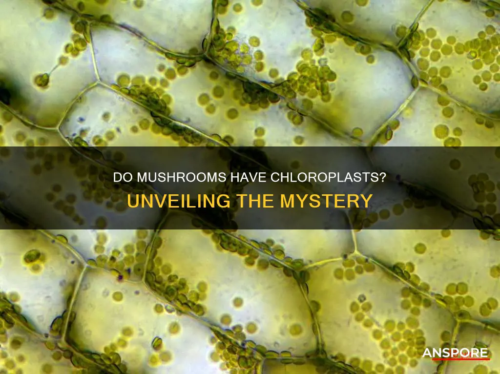does mushrooms have chloroplasts