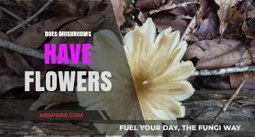Mushroom Mysteries: Do They Bloom Like Flowers?