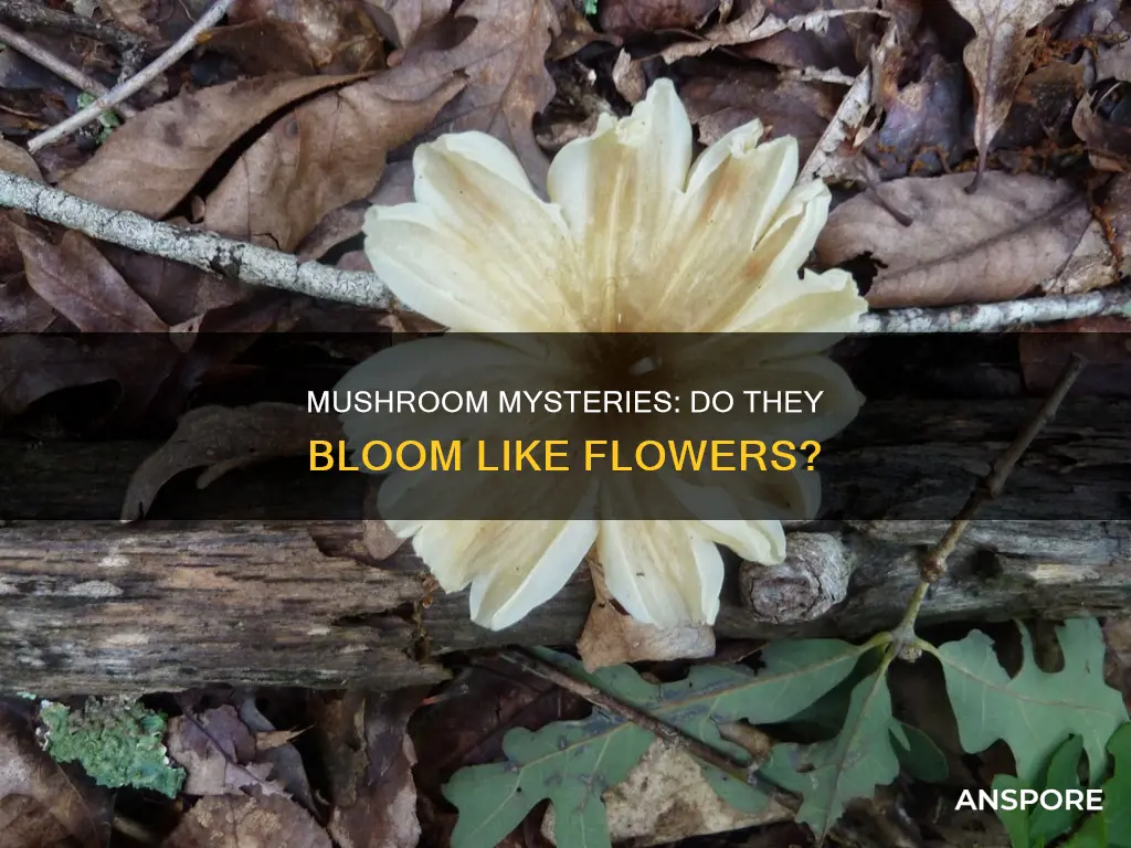 does mushrooms have flowers