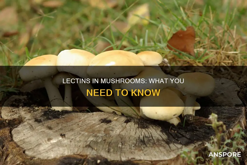 does mushrooms have lectins