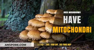 Mushrooms: Mitochondria and More