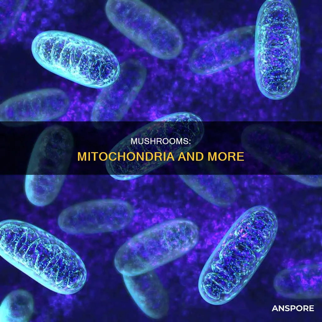 does mushrooms have mitochondria