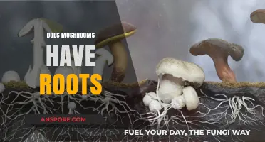 Mushroom Roots: Do They Exist?