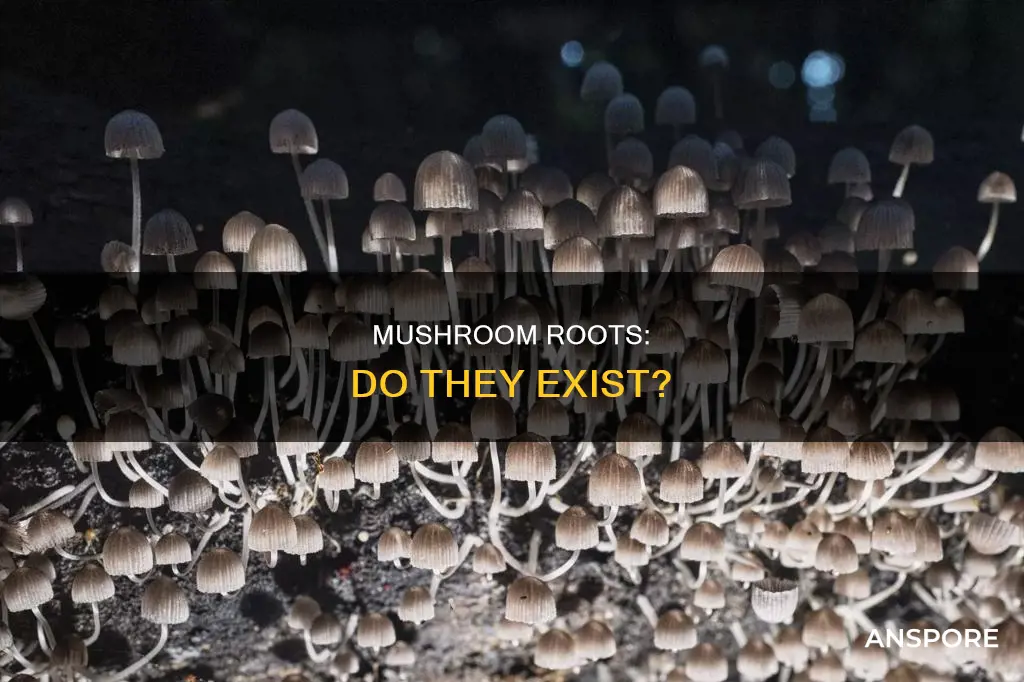does mushrooms have roots