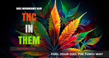 Magic Mushrooms: Do They Contain THC?
