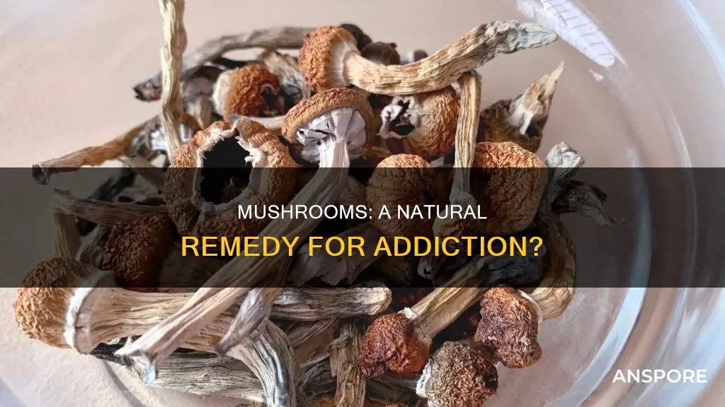 does mushrooms help with addiction