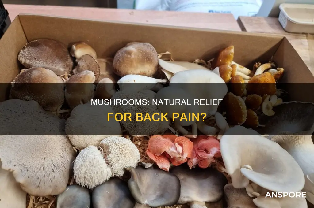does mushrooms help with back pain