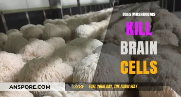 Mushrooms: Brain Cell Killers or Not?