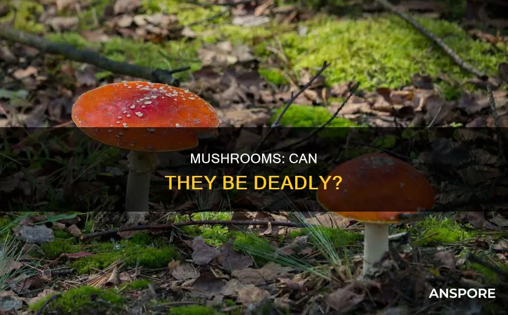 does mushrooms kill you