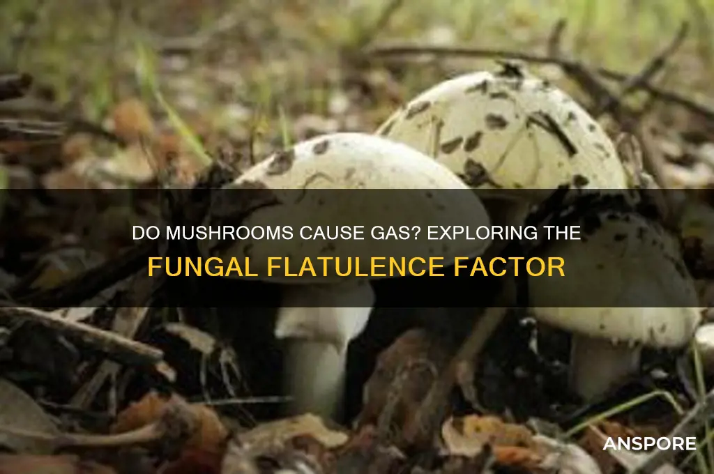 does mushrooms make you gassy