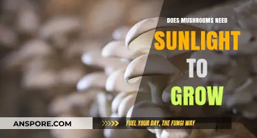 Do Mushrooms Need Sunlight? Unveiling the Truth About Their Growth