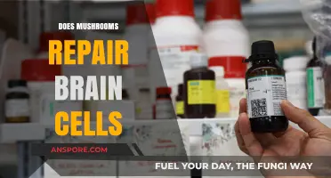 Mushrooms: Brain Cell Regeneration and Repair