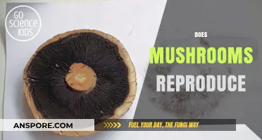 Mushrooms: How Do They Reproduce?