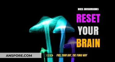 Mushroom Magic: Brain Reset or Myth?