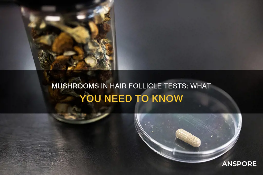 does mushrooms show up in a hair follicle