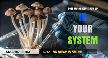Mushrooms: Do They Leave a Trace in Your System?