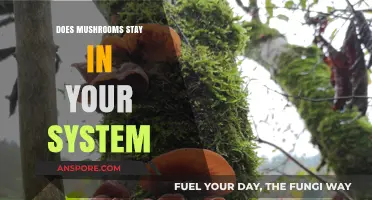 Mushrooms: How Long Do They Stay in Your System?