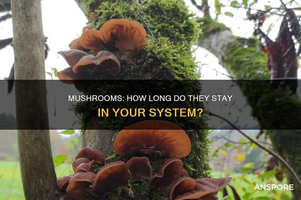 does mushrooms stay in your system