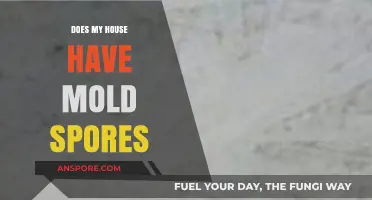 Identifying Mold Spores in Your Home: Signs, Risks, and Solutions