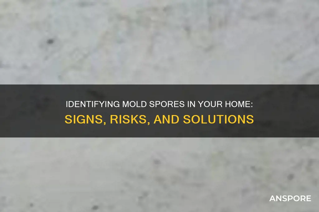 does my house have mold spores