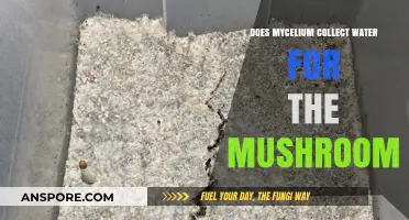 Mycelium's Hydration System: Water for Mushrooms
