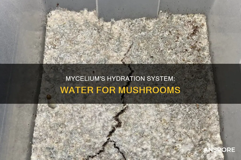 does mycelium collect water for the mushroom