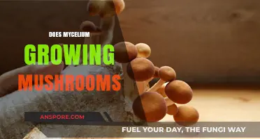 Mycelium's Role in Mushroom Cultivation: Unveiling the Fungal Network's Secrets